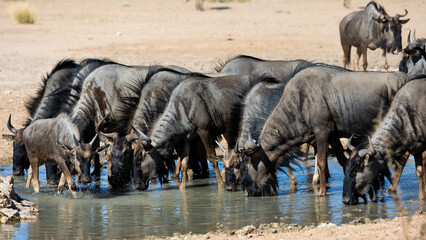 a herd of blue wildebeest drinking water
