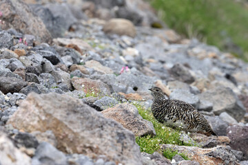 Rock ptarmigan (Lagopus muta japonica) in Japan