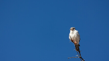 a pygmy falcon perched on a branch