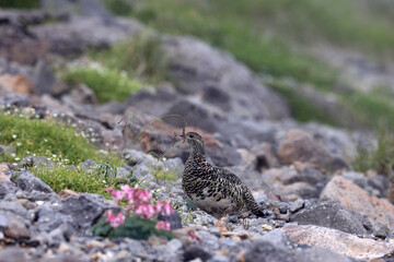 Rock ptarmigan (Lagopus muta japonica) in Japan