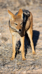 a shy black-backed jackal