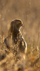 a pale chanting goshawk in golden light