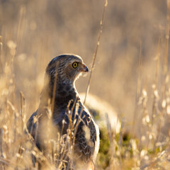 a pale chanting goshawk in golden light