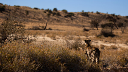 a cheetah searching for prey