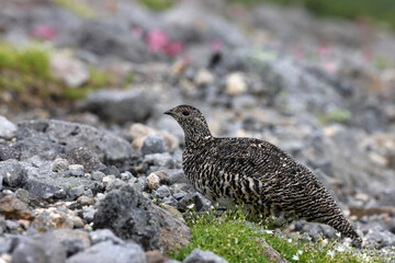 Rock ptarmigan (Lagopus muta japonica) in Japan