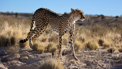 a female cheetah close up in the dry season
