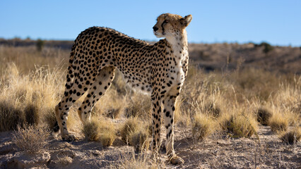 a female cheetah close up in the dry season - obrazy, fototapety, plakaty