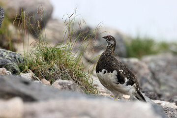 Rock ptarmigan (Lagopus muta japonica) in Japan
