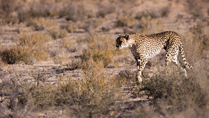 a cheetah in the wild