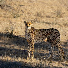 a cheetah in the wild