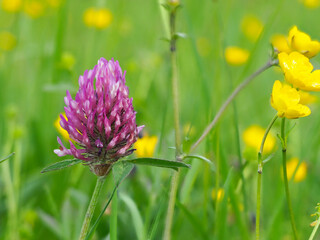 Rotklee, Trifolium pratense, moderne Heilpflanze
