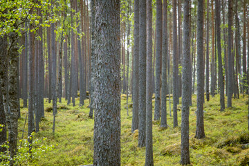 beautiful pine forest scenery during day.
