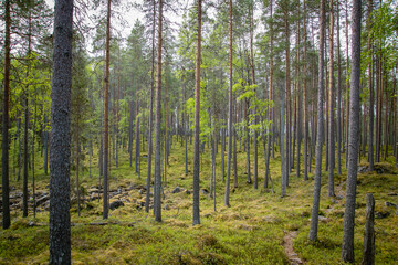 Fototapeta premium beautiful pine forest scenery during day.