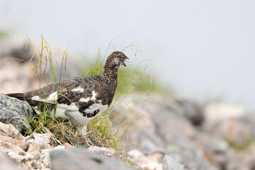 Rock ptarmigan (Lagopus muta japonica) in Japan