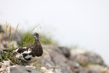 Rock ptarmigan (Lagopus muta japonica) in Japan