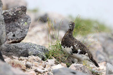 Obraz premium Rock ptarmigan (Lagopus muta japonica) in Japan