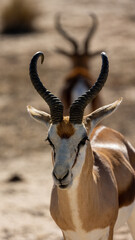 a springbok in double double