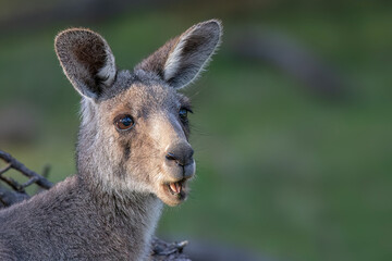 Eastern Grey Kangaroo (Macropus giganteus) © Andrew