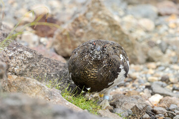 Rock ptarmigan (Lagopus muta japonica) in Japan