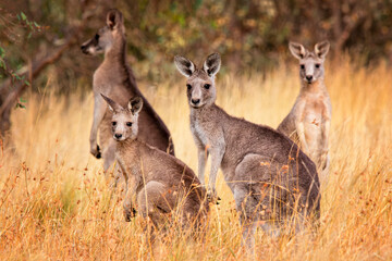 Eastern Grey Kangaroos (Macropus giganteus) © Andrew