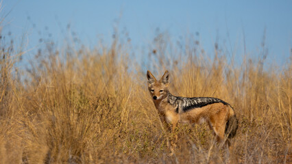 A Black backed jackal in dry grass