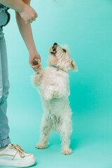 West highland white terrier standing next to the feet of a girl on a blue background