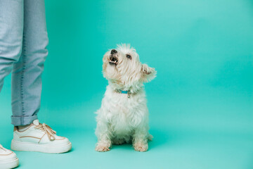 West highland white terrier standing next to the feet of a girl on a blue background