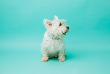 Young west highland white terrier on blue background, west highland white terrier in studio