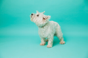 Young west highland white terrier on blue background, west highland white terrier in studio