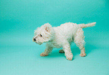 Young west highland white terrier on blue background, west highland white terrier in studio