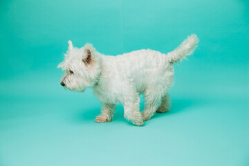 Young west highland white terrier on blue background, west highland white terrier in studio