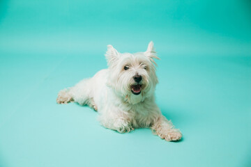 Young west highland white terrier on blue background, west highland white terrier in studio