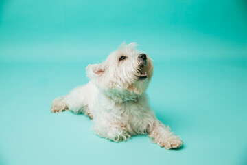 Young west highland white terrier on blue background, west highland white terrier in studio