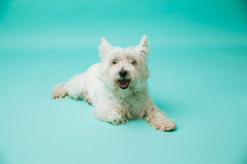 Young west highland white terrier on blue background, west highland white terrier in studio