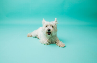 Young west highland white terrier on blue background, west highland white terrier in studio