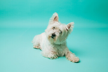 Young west highland white terrier on blue background, west highland white terrier in studio