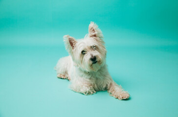 Young west highland white terrier on blue background, west highland white terrier in studio
