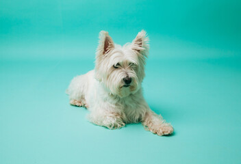 Young west highland white terrier on blue background, west highland white terrier in studio