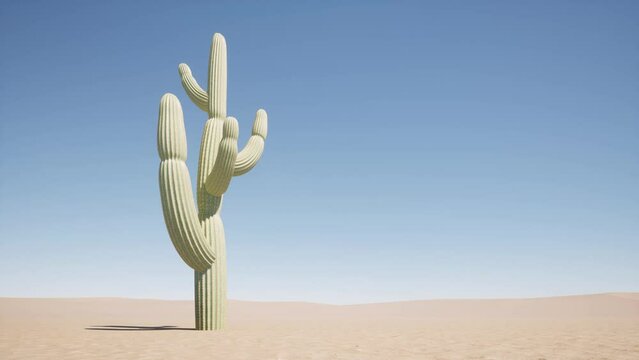 Cactus in the desert against the background of a clear blue sky the concept of loneliness and tranquility 4k