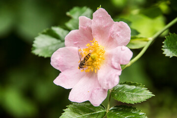 Pink dog rose (Rosa canina) with hover fly nectaring closeup