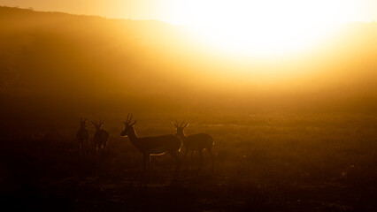 springbok silhouette in dust early morning