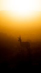 springbok silhouette in dust early morning