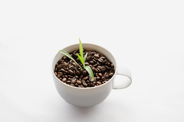 Growing coffee plant