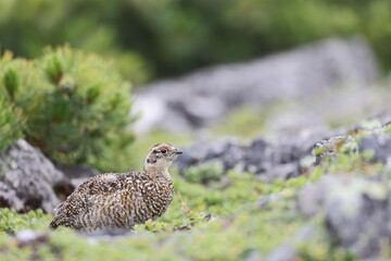 Rock ptarmigan (Lagopus muta japonica) in Japan