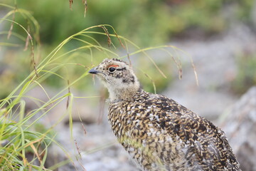 Rock ptarmigan (Lagopus muta japonica) in Japan