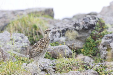 Rock ptarmigan (Lagopus muta japonica) in Japan
