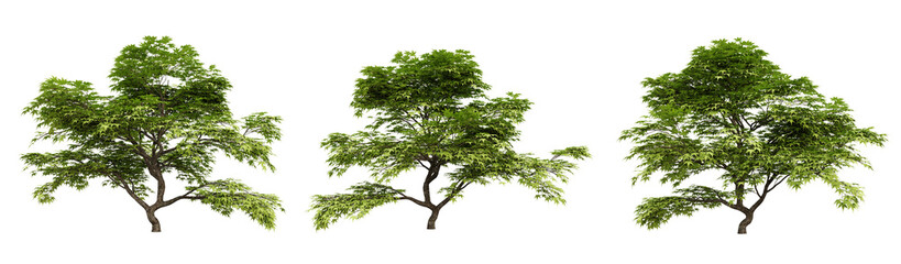 Obraz premium Acer palmatum trees on transparent background, 3d render illustration.