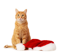 Red cat with Christmas hat - 611002595