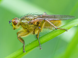 Beautiful Yellow Dung Fly in the green