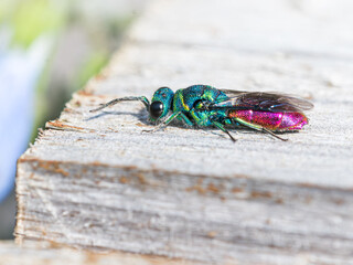 Alien looking emerald wasp in the sun